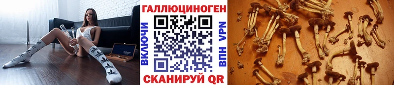дарнет шоп  blacksprut как войти  Псилоцибиновые грибы Psilocybe  Аркадак 